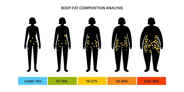Composición de grasa corporal — Vector de stock