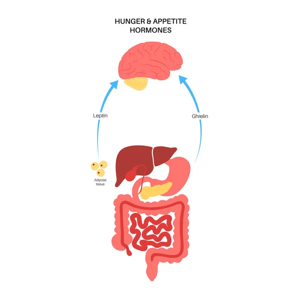 Голодний апетит гормони — стоковий вектор