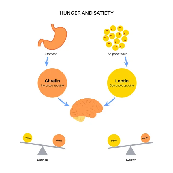 Hormones de la faim — Image vectorielle