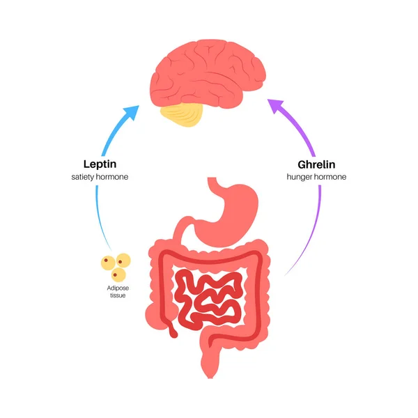 Hormonas del apetito — Archivo Imágenes Vectoriales
