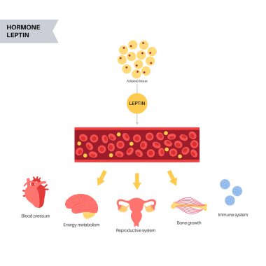 Açlık iştah hormonları
