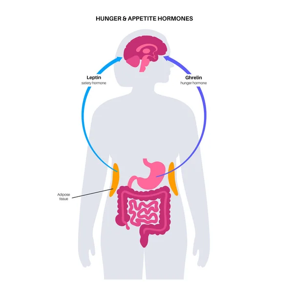 Hunger appetite hormones — Stock vektor