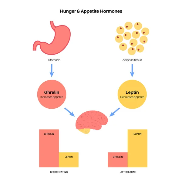 Hungerappetithormone — Stockvektor