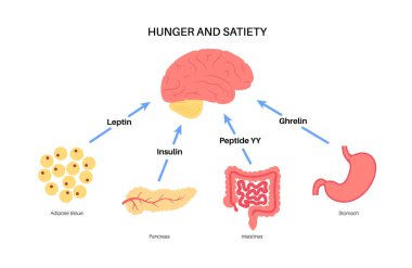 Hunger appetite hormones clipart