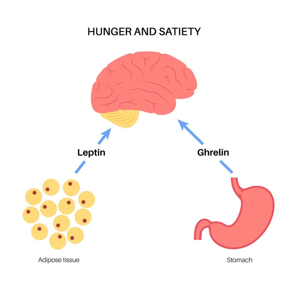 Голодний апетит гормони — стоковий вектор