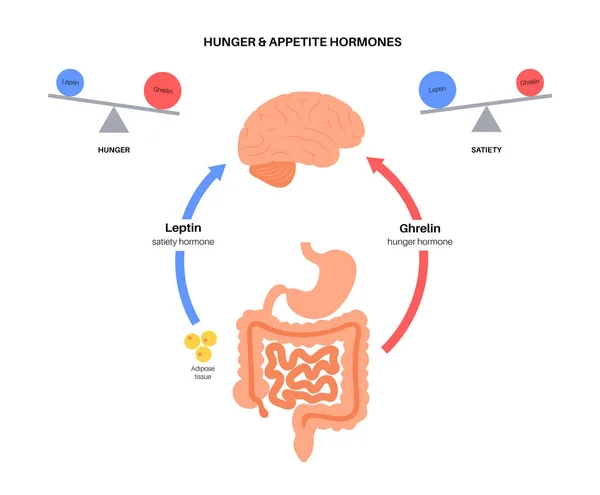 Hormonas del apetito — Archivo Imágenes Vectoriales