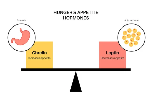 Açlık iştah hormonları — Stok Vektör