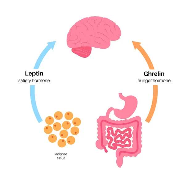 Hormones de la faim — Image vectorielle