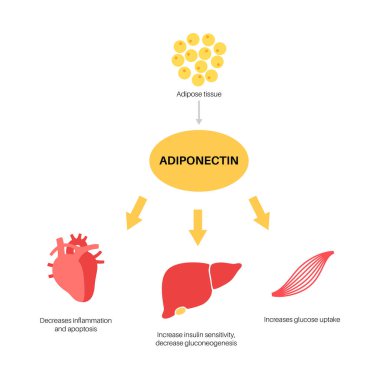 Adiponectin yağ dokusu