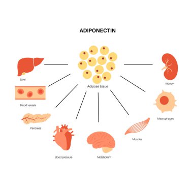 Adiponectin yağ dokusu