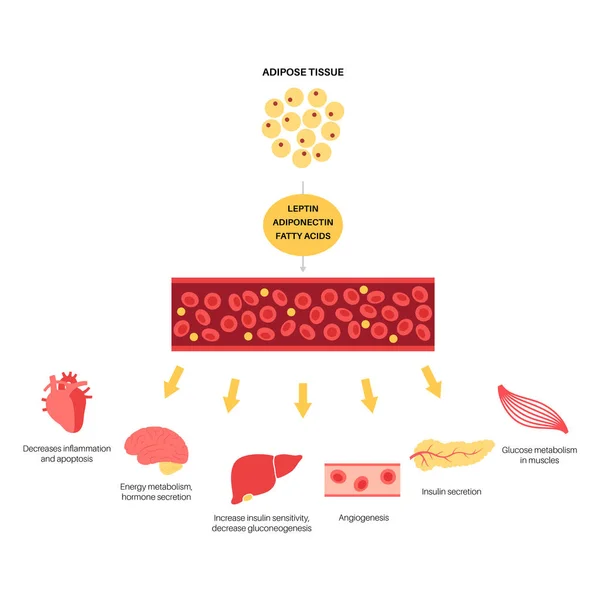 Hormones adipeuses tissulaires — Image vectorielle