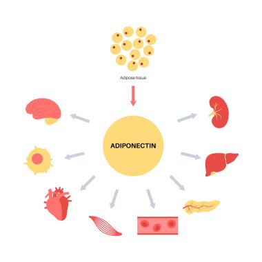 Adiponectin yağ dokusu