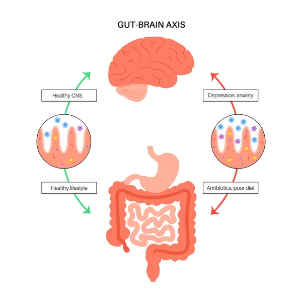 Gut зв'язку мозку — стоковий вектор