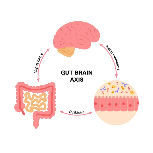 Conexión cerebral intestinal — Archivo Imágenes Vectoriales