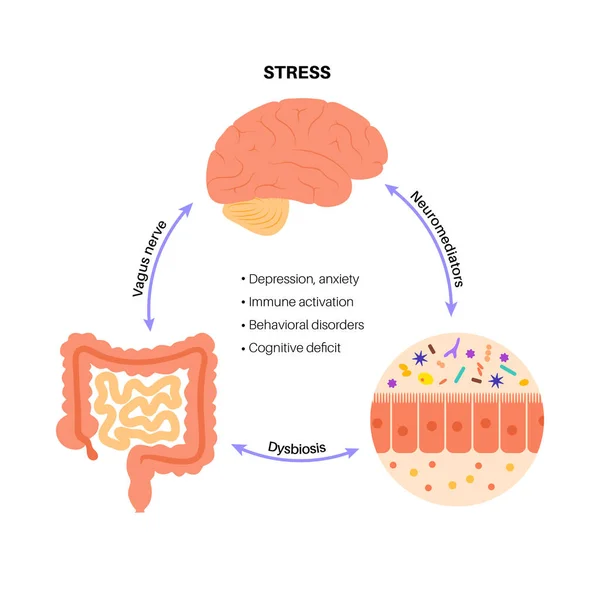 Conexão do cérebro intestinal — Vetor de Stock