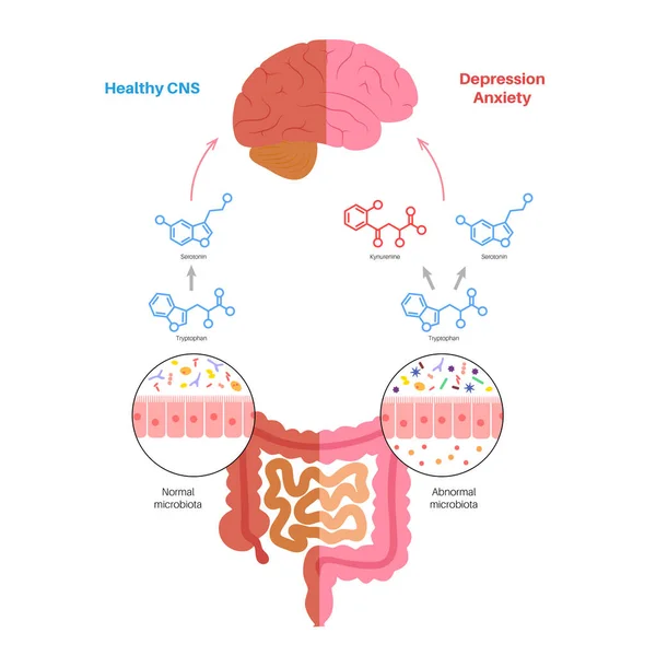 Connexion intestinale au cerveau — Image vectorielle