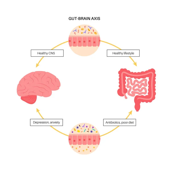 Gut hersenen verbinding — Stockvector