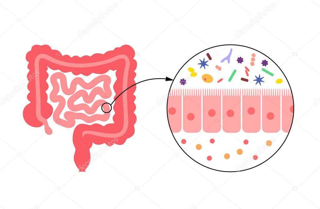 Human gut microbiota