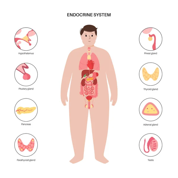 Emberi endokrin rendszer — Stock Vector