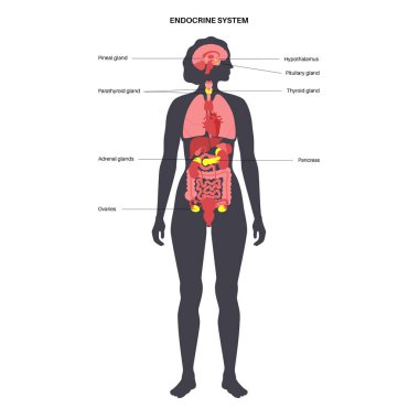 Human endocrine system clipart