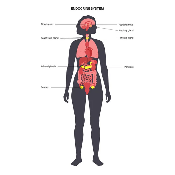 Humanes endokrines System — Stockvektor