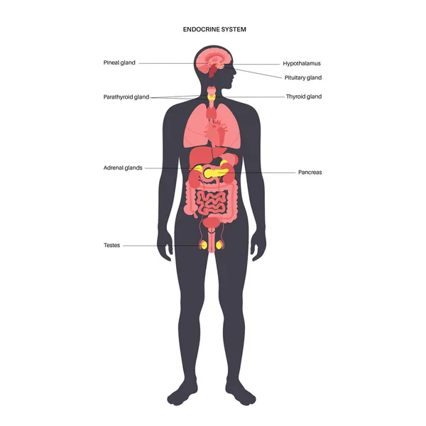 人間の内分泌系 — ストックベクタ