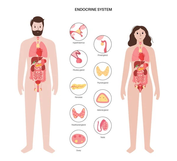 Sistema endocrino humano — Archivo Imágenes Vectoriales