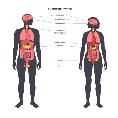 Human endocrine system clipart