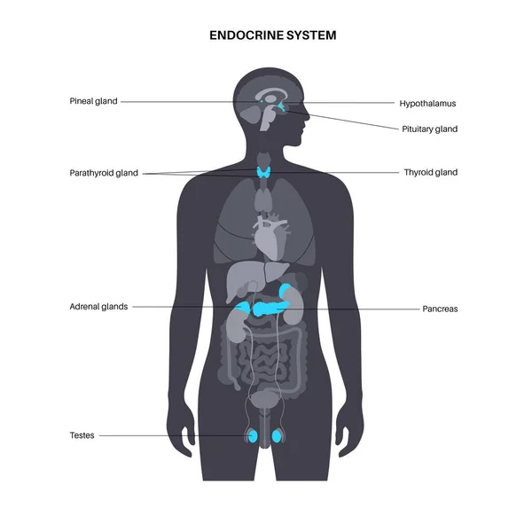 Эндокринная система человека — стоковый вектор