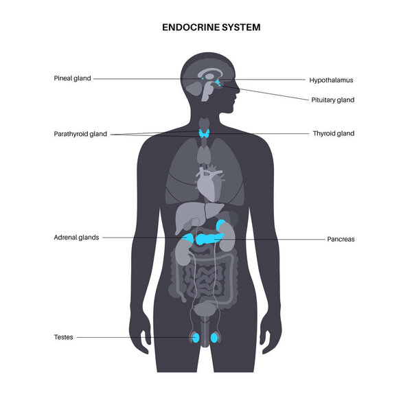 Human endocrine system