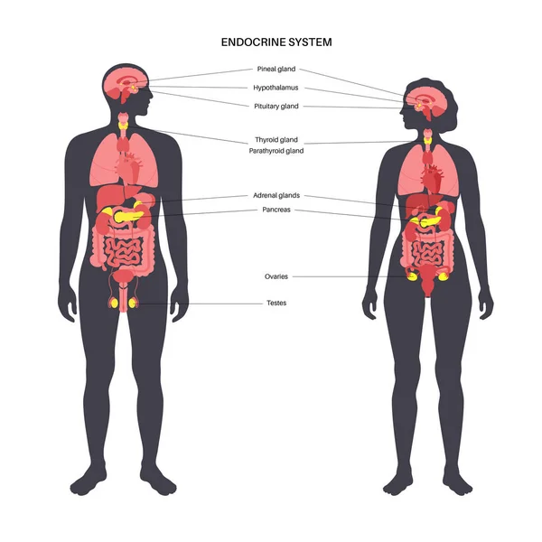 Sistema endocrino humano — Vector de stock