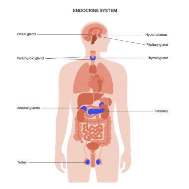 İnsan endokrin sistemi