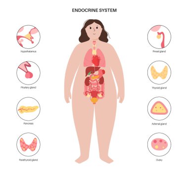 İnsan endokrin sistemi