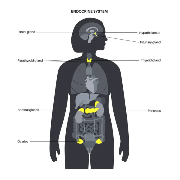 Sistema endocrino humano — Vector de stock