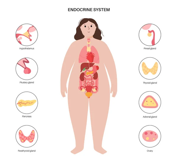 Système endocrinien humain — Image vectorielle