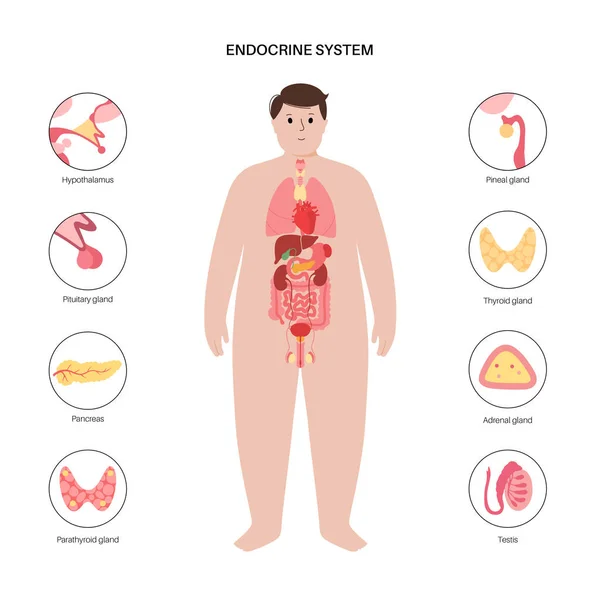 Sistema endocrino humano — Archivo Imágenes Vectoriales