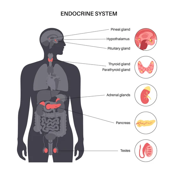 Humanes endokrines System — Stockvektor