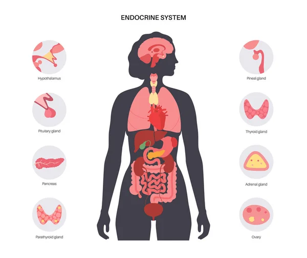 Sistema endocrino umano — Vettoriale Stock