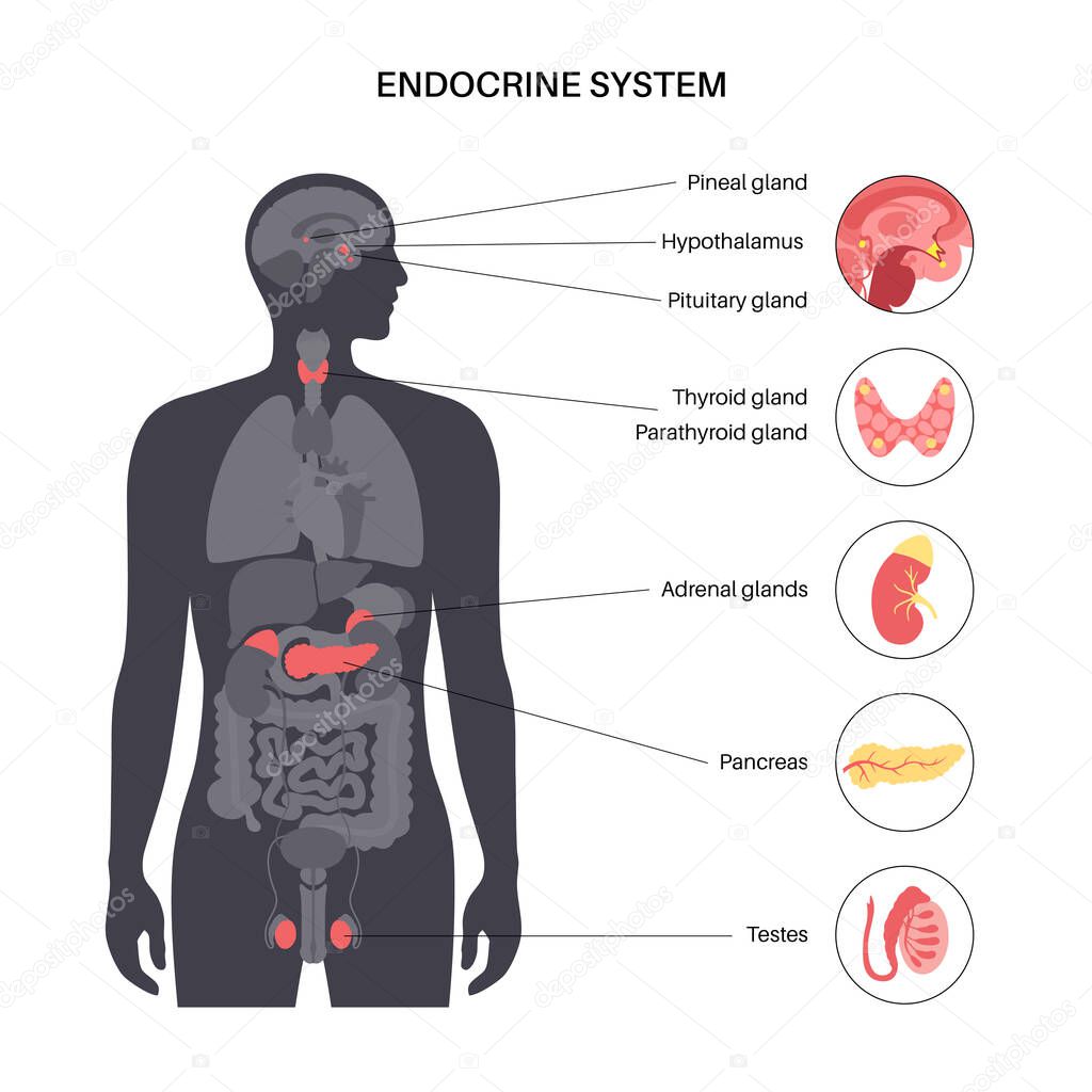 Human endocrine system