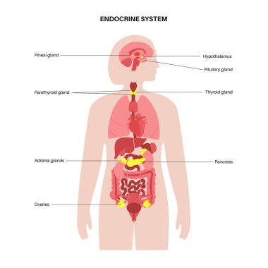 İnsan endokrin sistemi