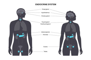 Human endocrine system clipart