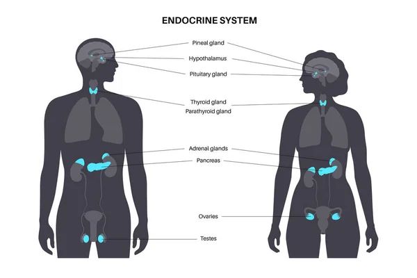 Sistema endócrino humano —  Vetores de Stock