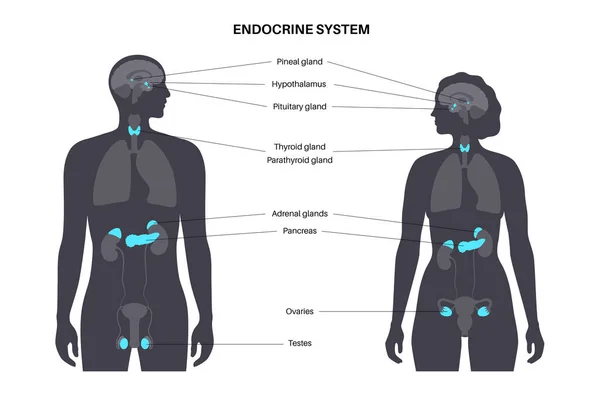 Menselijke endocriene systeem — Stockvector