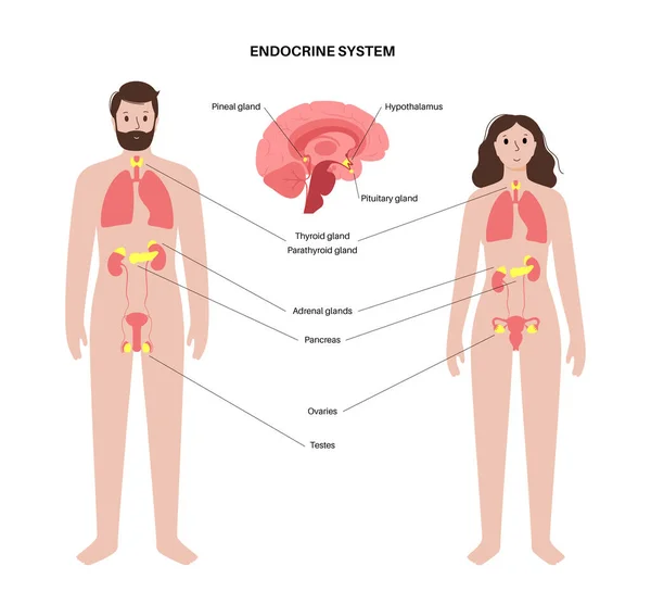 Système endocrinien humain — Image vectorielle