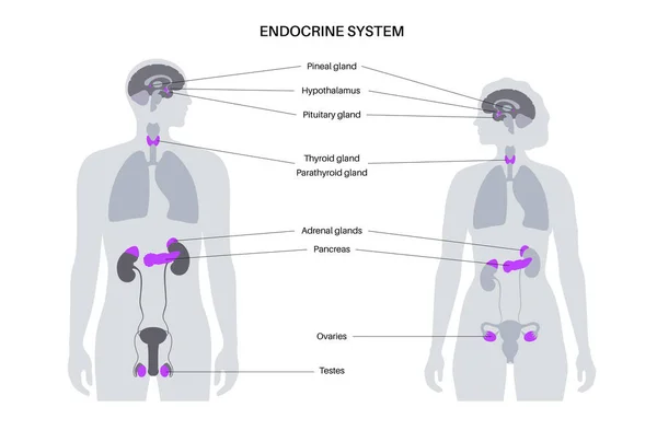 Sistema endocrino humano — Vector de stock