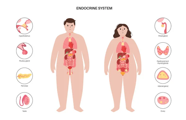 Humanes endokrines System — Stockvektor