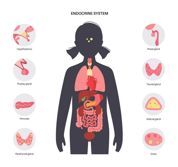 Sistema endocrino humano — Vector de stock