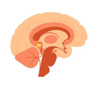Beyin epifizi anatomisi.