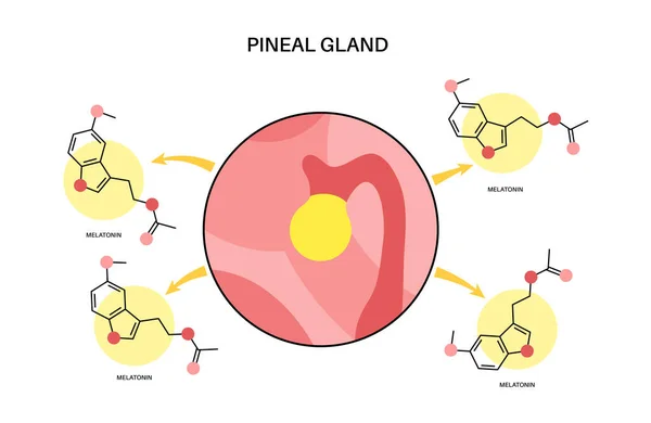 Pineal gland anatomy — стоковый вектор