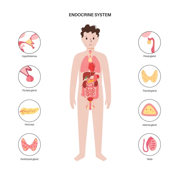 Humanes endokrines System — Stockvektor